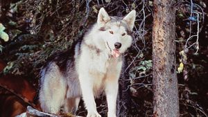 Nikki, Wild Dog of the North's poster