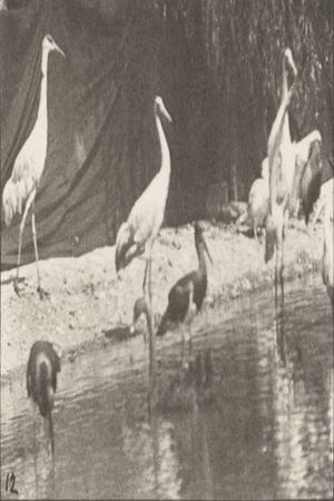 Storks, Swans, etc.'s poster