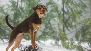 A Dog's Way Home's poster