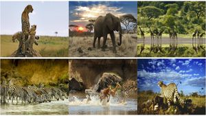 Serengeti's poster