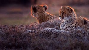 Man Among Cheetahs's poster