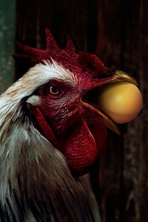 The Rooster's poster