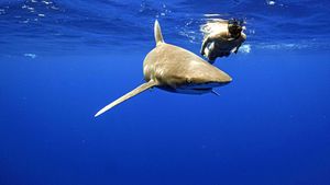 World's Most Dangerous Shark?'s poster