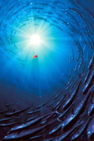 Finding Nemo's poster