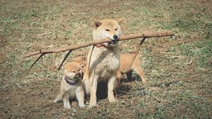 A Tale of Mari and Three Puppies's poster