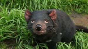 Tasmanien: Sympathie für den Teufel's poster