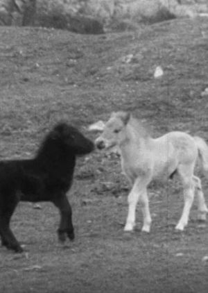 SHETLAND PONY's poster
