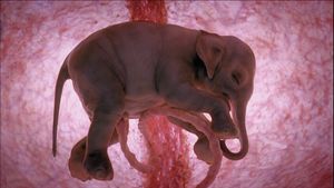 In The Womb: Animals's poster