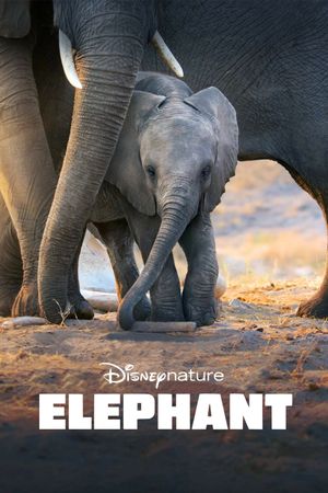 Elephant's poster