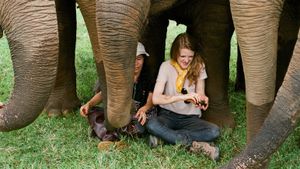 Love & Bananas: An Elephant Story's poster