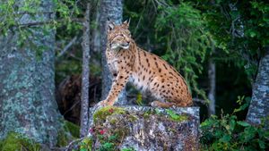 Lynx's poster