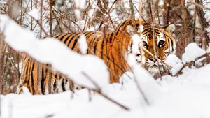 Russia's Wild Tiger's poster