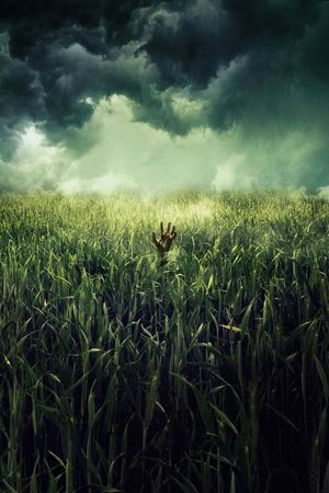 In the Tall Grass's poster