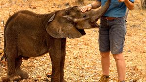 Namibia, Sanctuary of Giants's poster