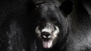 Blow: The True Story of Cocaine, a Bear, and a Crooked Kentucky Cop's poster