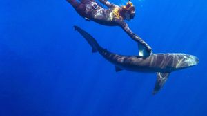 Maui Shark Mystery's poster