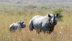 Diversité contre extinction : Le grand défi de l‘humanité's poster