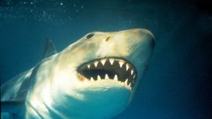 Shark Terror: The Real Jaws's poster
