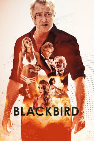 Blackbird's poster