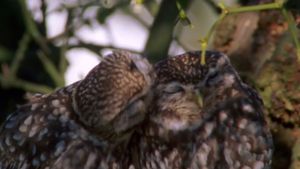 The Owls and the Orchard's poster