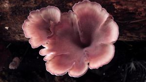 The Kingdom: How Fungi Made Our World's poster
