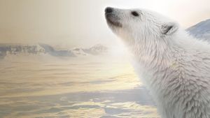 Polar Bear's poster