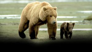 Grizzly Man's poster