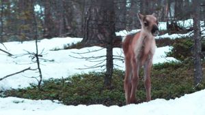 A Reindeer's Journey's poster