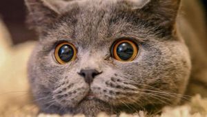 The Cat: A Cuddly Killer's poster