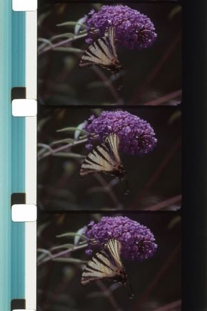 Bouquets 31-40's poster