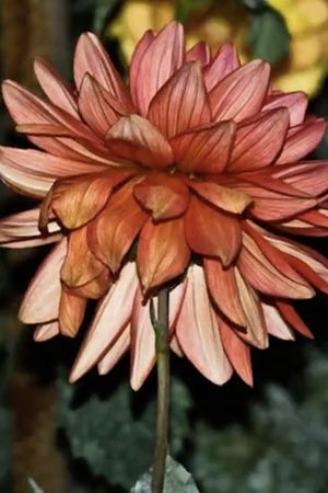 Dahlia's poster