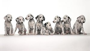 101 Dalmatians's poster