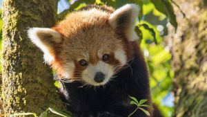 Red Panda: World's Cutest Animal's poster