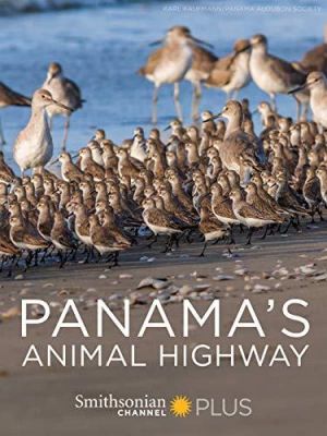 Panama's Animal Highway's poster