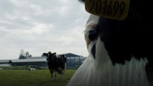 Cow's poster