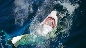Jaws Invasion's poster