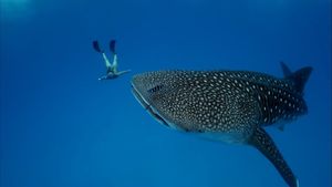 Ultimate Freedive: The Great Barrier Reef's poster