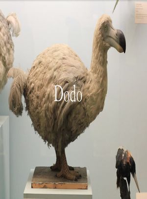 Dodo's poster