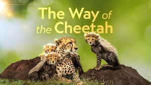 The Way of the Cheetah's poster