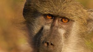 Queen of the Baboons's poster