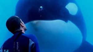 Blackfish's poster