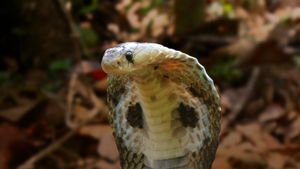 Secrets of the King Cobra's poster