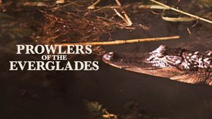 Prowlers of the Everglades's poster