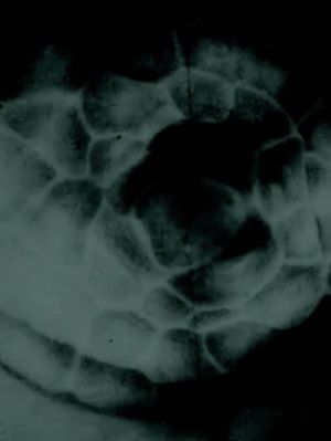 occhiolino's poster