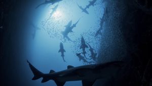 Shark Kingdom 3D's poster