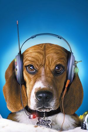 Cats & Dogs's poster