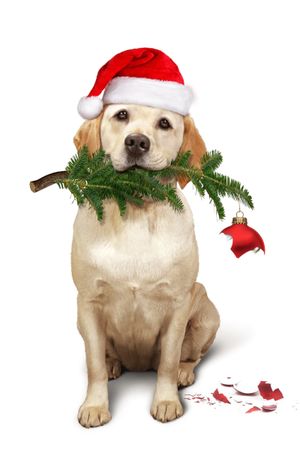 The Dog Who Saved Christmas's poster