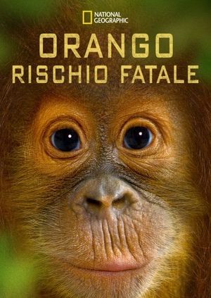 Orango rischio fatale's poster