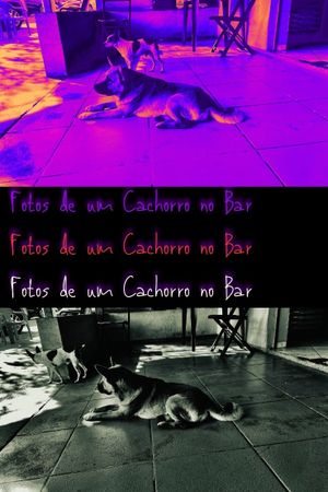 Pictures of a Dog at the Bar's poster
