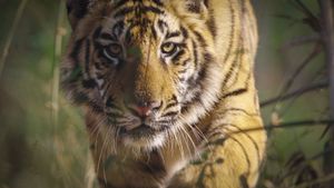 Tiger's poster